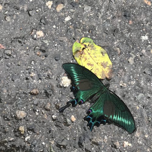 ディレクションという仕事