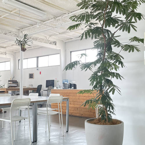 植物たちについて