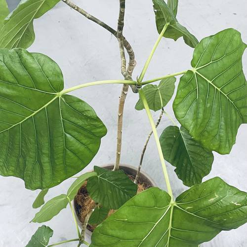 愛しのウンベラータ