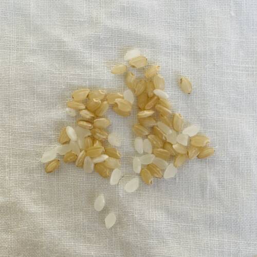 ご飯と味噌汁から広がる世界